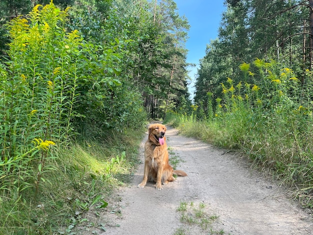 Red dog golden retriever sits in the middle of a forest road against the background of wild flowers