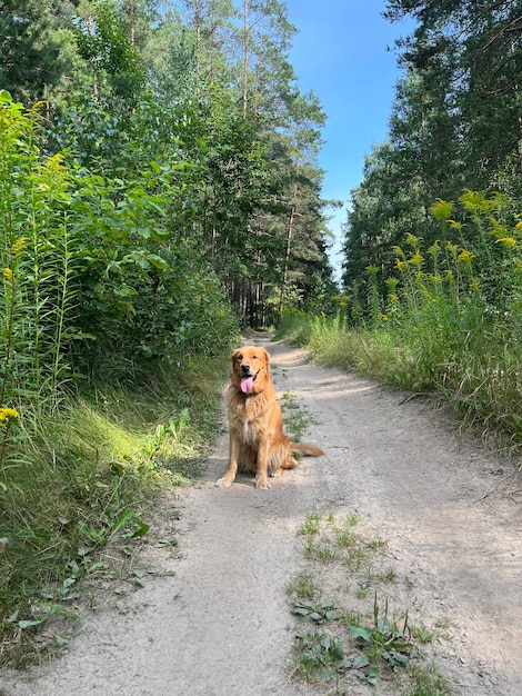 Red dog golden retriever sits in the middle of a forest road against the background of wild flowers