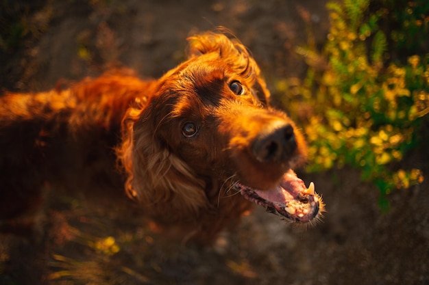 Red dog Irish setter in summer in the Park on the grass