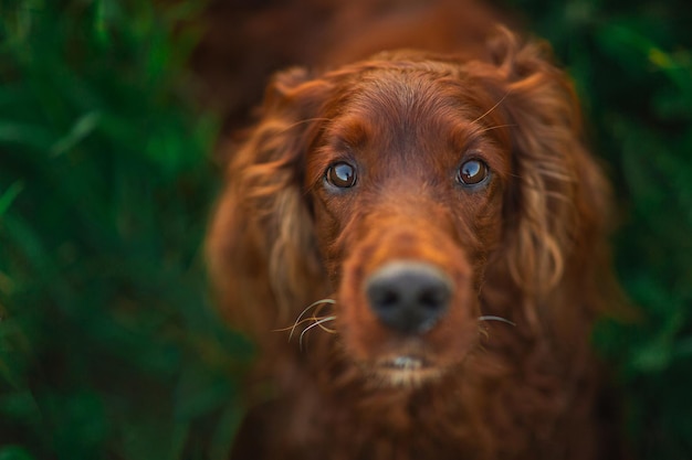 Red dog Irish setter in summer in the Park on the grass