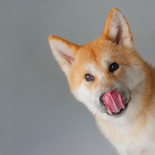 Red dog japanese akita inu on a pink background closeup the concept of love for dogs