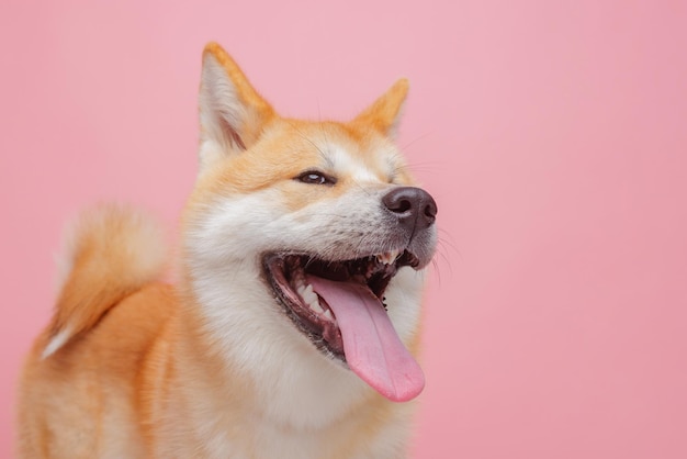 Red dog japanese akita inu on a pink background closeup the concept of love for dogs