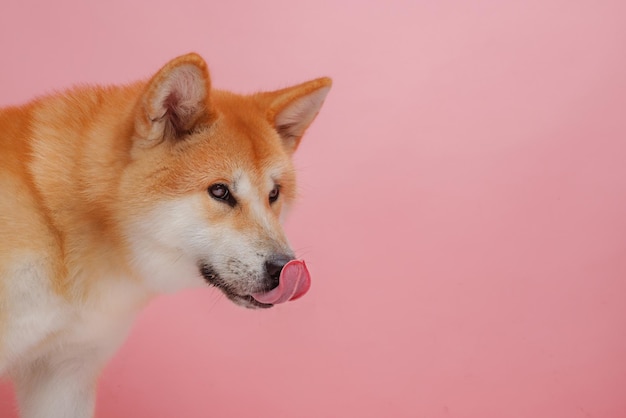 Red dog japanese akita inu on a pink background closeup the concept of love for dogs