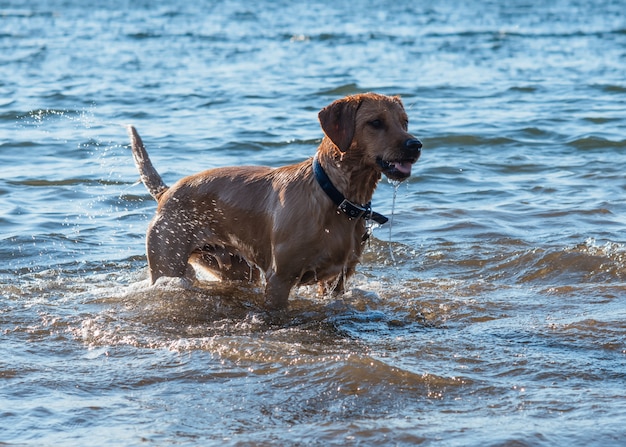 Photo red dog running and playing in the water