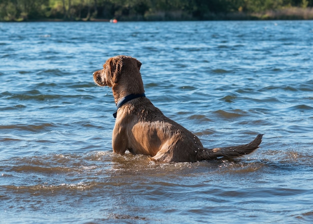 Red dog running  and playing in the water