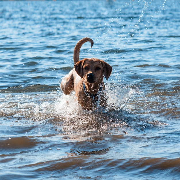 Photo red dog running and playing in the water