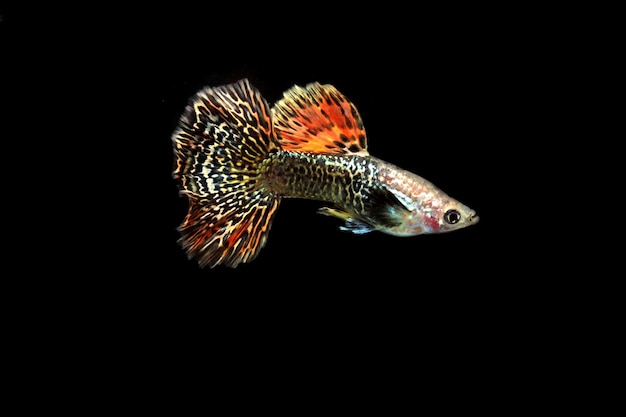 Red dragon guppy fish on black background