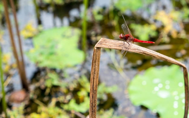 red dragonfly on the dry grass