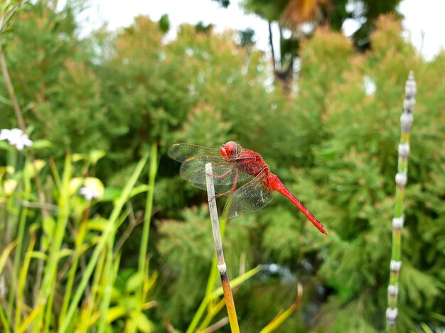 Red Dragonfly in the public garden