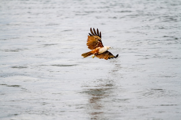 Red eagle fly on the sea in nature at thailand