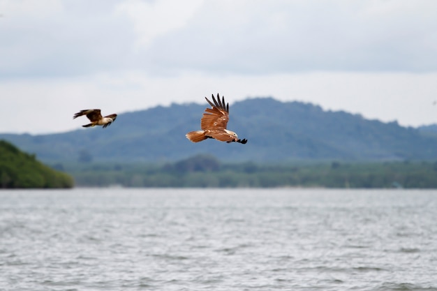 The Red eagle fly on the sky in nature at thailand