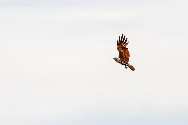 Red eagle fly on the sky in nature at thailand