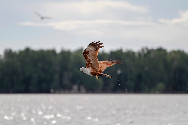 Red eagle fly on the sky in nature at thailand