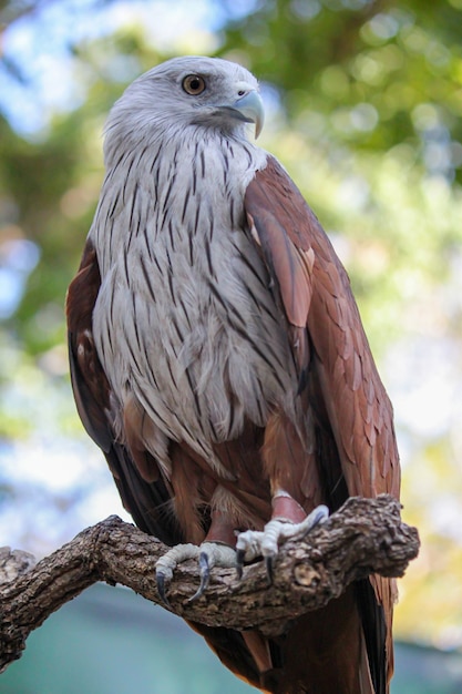 Red eagle stand up on stick wood in nature at thailand