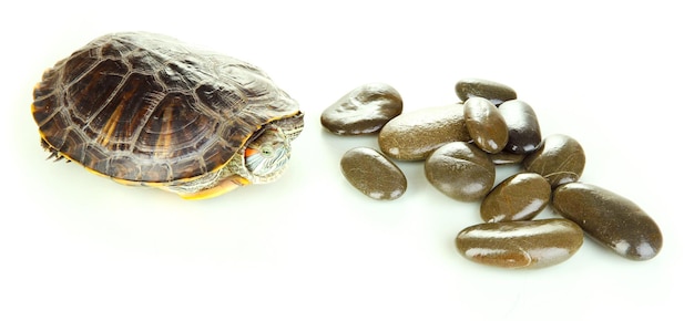 Red ear turtle isolated on white