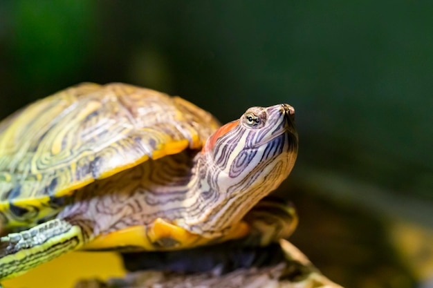 Red Eared Terrapin Trachemys scripta elegans closeup portrait of a turtle