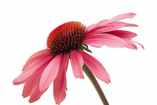 Red Echinacea Isolated on White Background Beautiful Echinacea Flower