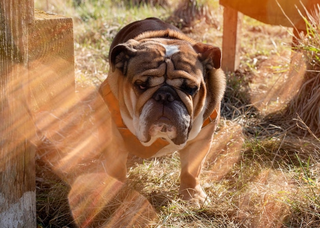 Red English British Bulldog in orange harness out for a walk in sunny day