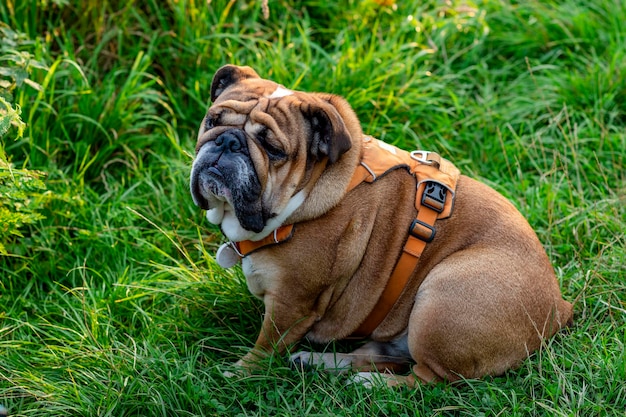 Red english british bulldog in scarf sitting on the green grass on sunny warm spring day