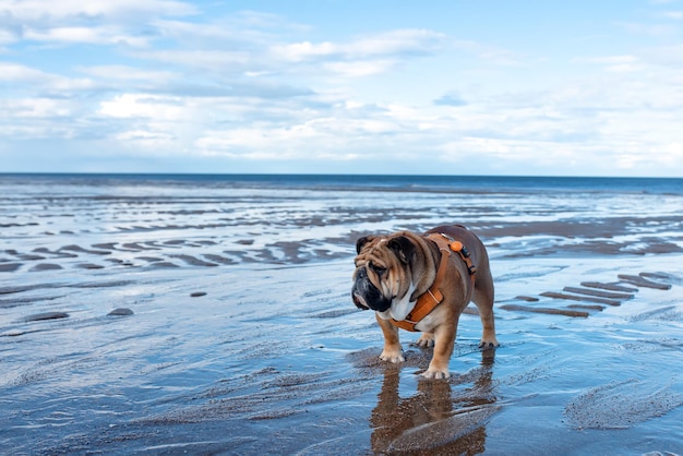 Red English British Bulldog walking on seaside in sunny summer day