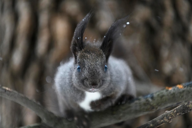 Red eurasian squirrel on snow in the park closeup Winter time