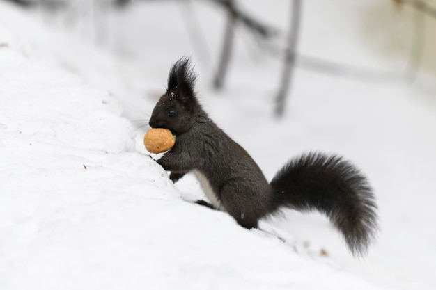 Red eurasian squirrel on snow in the park closeup Winter time