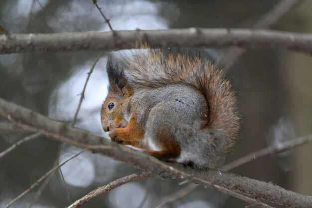 Red eurasian squirrel on snow in the park closeup Winter time