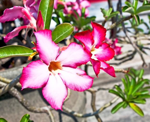 Red exotic Flower in the garden of The Grand Palace, Bangkok, Thailand