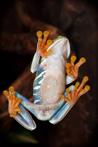 Red-eyed tree frog climbing on the glass and shows her tummy