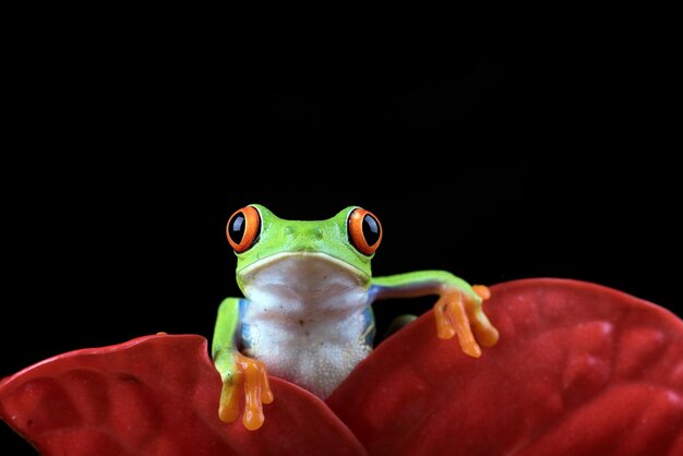 Red eyed tree frog on a flower