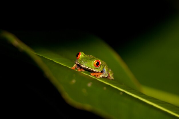 Red Eyed Tree Frog sitting on a green leaf