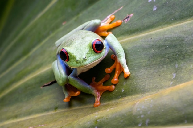 Red-eyed tree frog sitting on green leaves, red-eyed tree frog (Agalychnis callidryas) closeup