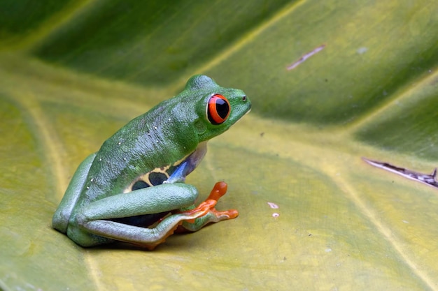 Red-eyed tree frog sitting on green leaves