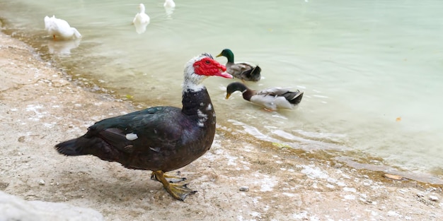 Red face of a Muscovy duck with other white ducs on near the pond