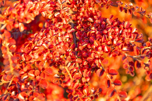 Red fall leaves on branch selective focus of red fall leaves fall season with red leaves