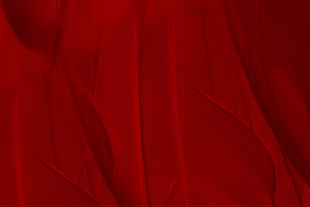 Red feather texture background