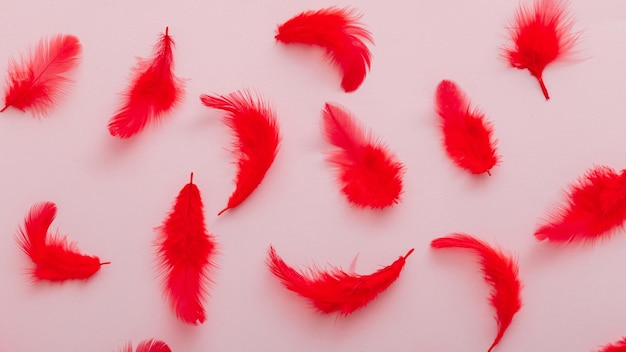 Red feathers pattern on pink colored background top view soft bird feather pattern texture long web