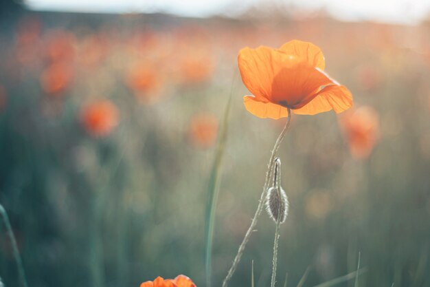 The red Field of poppies close-up. Beautiful field of red poppies in the sunset light. Russia, Crimea