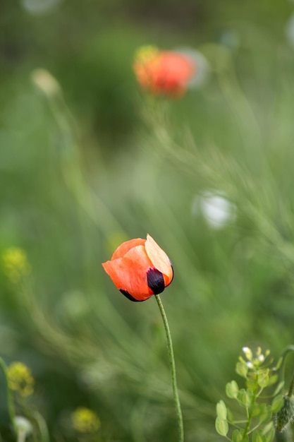 Red field poppies close up Summer wildflowers