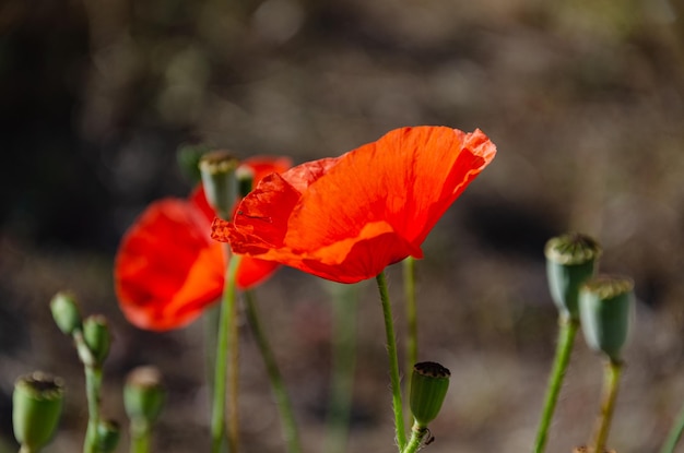 Red field poppies in the garden on a summer day. The beauty of wild flowers.