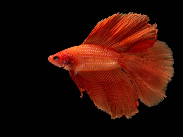 Red fighting fish, betta fish on black