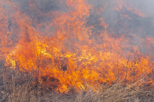 Red flame of fire different figures on background burning dry grass in forest