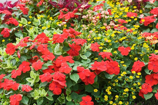 Red flower bed with Impatiens and Osteospermum