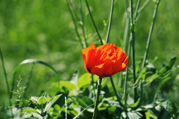 Red flower- a blooming poppy on a green background