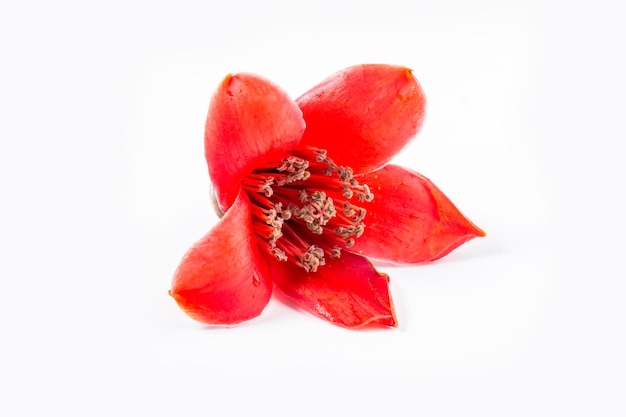 Red flower Bombax ceiba on white background