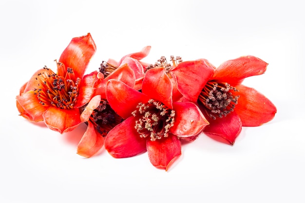 Red flower Bombax ceiba on white background