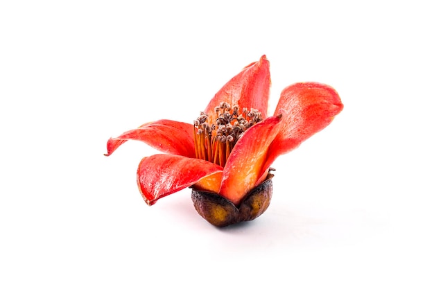 Red flower Bombax ceiba on white background