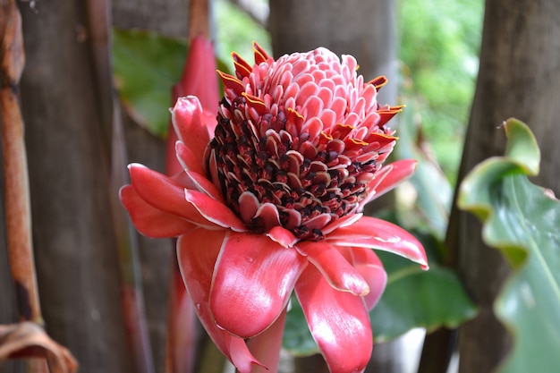 Red flower of etlingera elatior