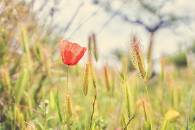 Red flower in the field in spring