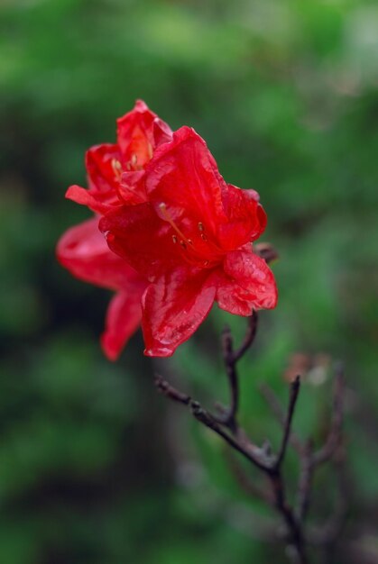 Red flower on a green background